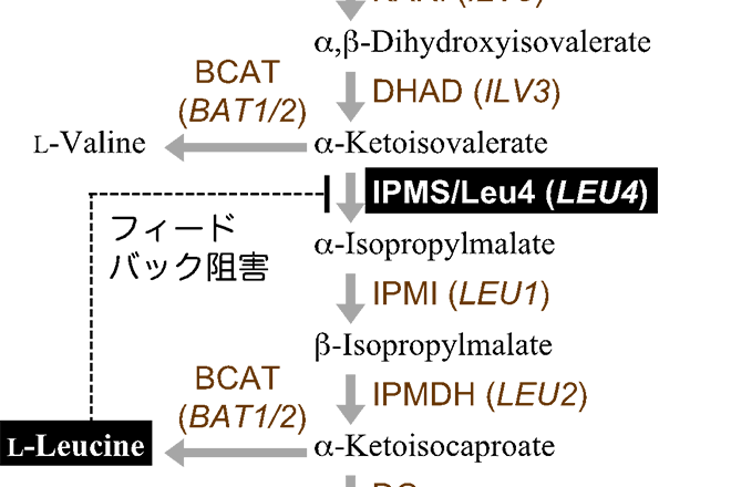 ストレス微生物科学研究室の高木博史教授らは、沖縄県「琉球泡盛調査研究支援事業」の一環として、新しい泡盛酵母(101H酵母)を開発しました。