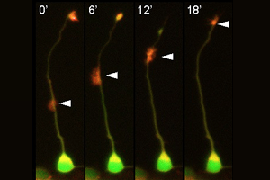 バイオサイエンス研究科の勝野弘子研究員、稲垣直之教授らが神経軸索の伸長に必要なアクチンとアクチン結合タンパク質の新たな輸送機構を解明