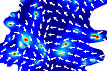 バイオサイエンス研究科の稲垣直之教授らが神経軸索を伸ばす力を発生させるための仕組みを発見