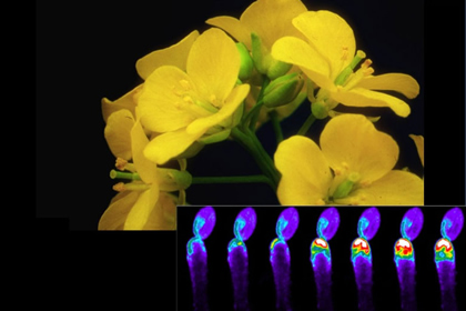 バイオサイエンス研究科の高山誠司教授らが、アブラナ科植物が自己の花粉を認識してから排除するまでの情報伝達系に関わる分子を解明