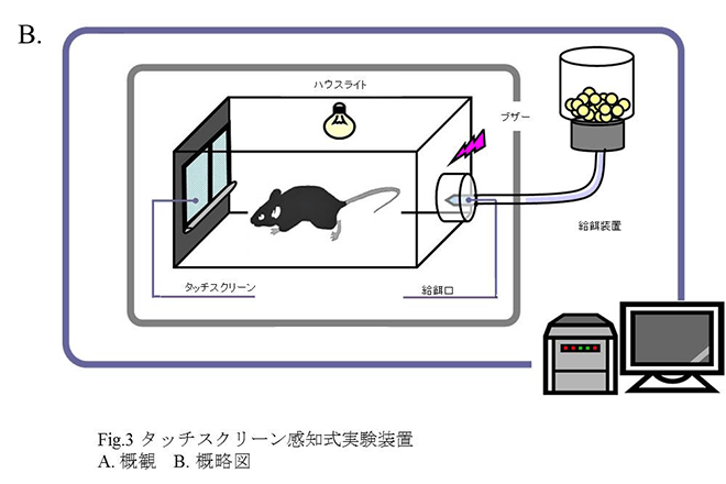 難解な画像の意味も読み取る「錯視」をマウスは見ていた~世界初 脳の情報処理システムの解明に道~