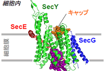 細胞膜を越えるたんぱく質輸送の新たな機構を解明~通り道を塞ぐキャップを開閉して制御細胞内における基本的な生命現象の理解へ~