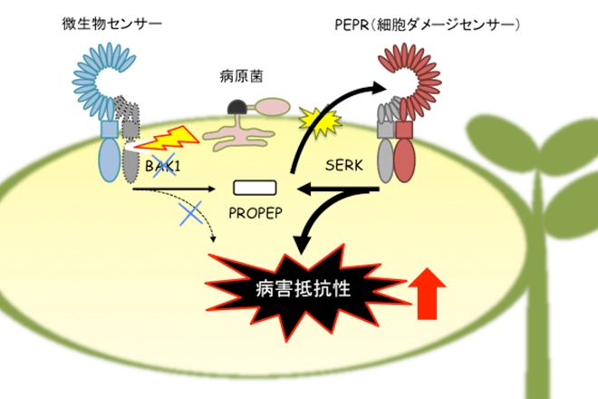 植物は細胞異常を感知するセンサーによって病原菌侵入を察知していた<br />
~病原菌による攻撃を受けた細胞が放出するシグナル因子を認識して<br />
植物が免疫応答を強化する仕組みを解明、耐病性と増収を兼ね備えた作物に期待~