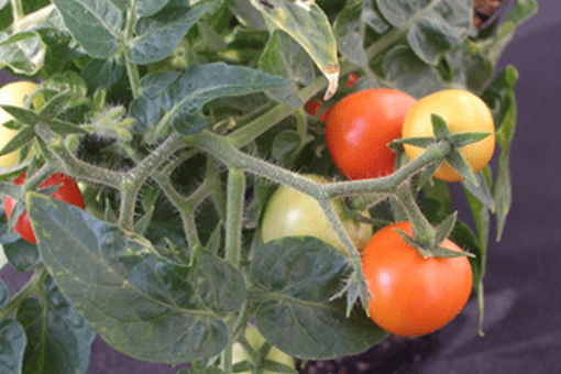 "青いトマト"に含まれる毒性成分をコントロールする遺伝子を発見 ~トマトやジャガイモの毒性成分の抑制に可能性~