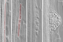 オーキシンが発根を促進するメカニズムを解明 〜発根を調節する農薬の開発に期待〜