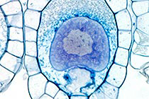 植物で生殖細胞をつくり出す主役の遺伝子を発見 ~生殖機構の解明や、繁殖・育種技術への応用に期待~