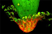 根端の細胞が自ら剥がれ落ちるしくみを解明