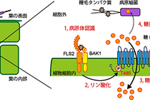 植物は侵入してきた病原体を兵糧攻めにして撃退する -植物の新規防御メカニズムの発見と解明-