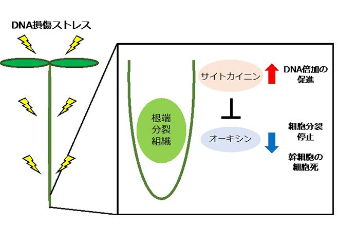 植物は DNA に傷が入った時、柔軟に対処する独自のしくみを持っている <br />
〜２種の植物ホルモンを使い分けて統御する機構を解明 環境ストレスに強い農作物の作出に期待～