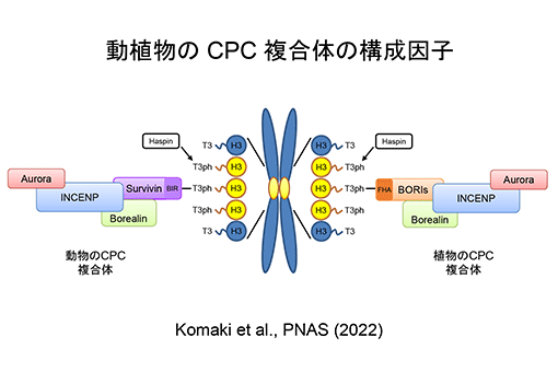 ストレス下でも植物の正常な細胞分裂を進める<br />
CPC複合体の局在機構を解明<br />
染色体の特定部位に局在して機能<br />
～動植物間でタンパク質レベルの収束進化があった～