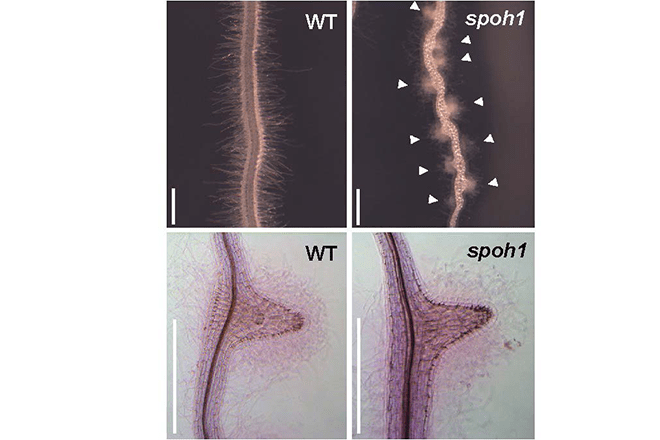 寄生植物は自分の仲間をなぜ襲わない?
～「自己回避」の仕組みを世界で初めて解明～寄生雑草の新たな防除戦略に期待
