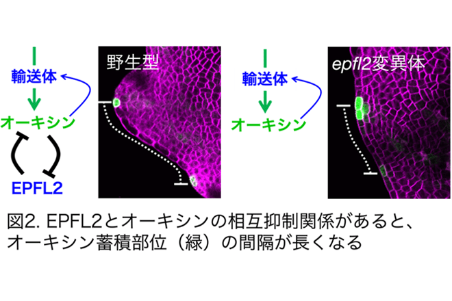 植物の形態にひそむ周期性を変調させる仕組みを発見
魅力的な花き類の創出に期待
