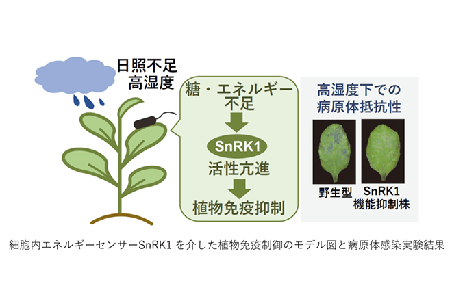 栄養不⾜が植物の病害抵抗性を弱める原因を解明
〜異常気象下での作物収量増産への貢献に期待〜