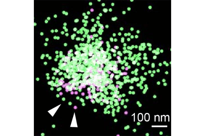 細胞表面の突起がちぎれて生じる細胞外小胞は
タンパク質を高効率に送達していた
ー 遺伝子編集酵素も機能的に輸送可能に ー
老化やがんの研究を促進する発見に期待