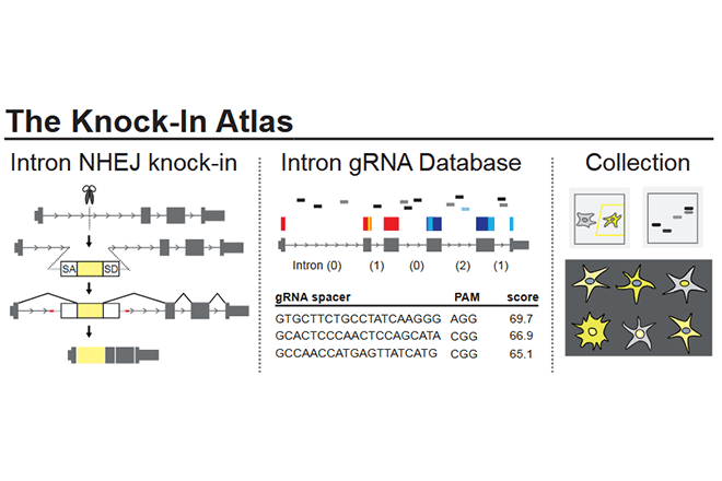 遺伝子発現を調節する「RNA 結合タンパク質」のデータベースを公開
異常な局在など効率的に網羅解析し、関連疾患の原因解明に期待
