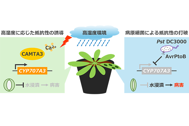 高湿度下での葉内の水集積をめぐる植物と病原細菌の攻防を解明
気孔を開いて水を排出させる酵素の遺伝子発現が標的だった
～気候変動時代の病害防除への貢献に期待～