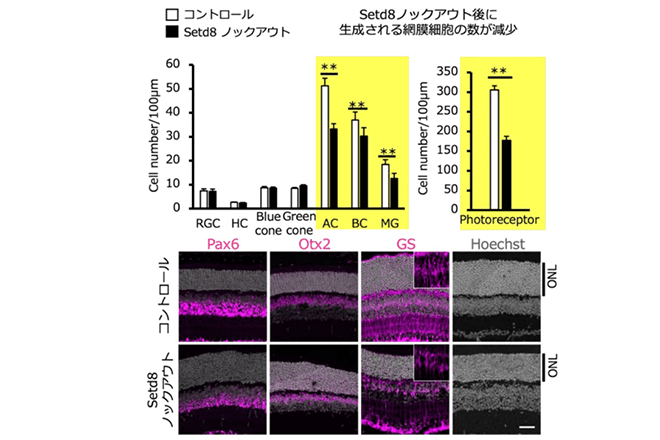 網膜形成を担う網膜前駆細胞の分化・再生機能を長く維持するための因子を特定
クロマチンの構造変化を制御する酵素が、遺伝子発現を安定化していた
～網膜再生研究への応用に～