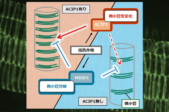 植物の道管の形を精密に制御する新機構を解明
～植物の環境応答能力強化へ新たな道～