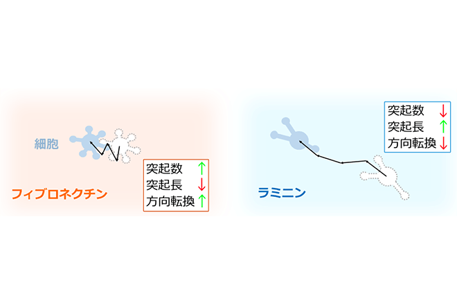 膠芽腫細胞は「力の向き」をそろえて移動する
～がん細胞の方向安定性を捉える新たな物理指標「Mechanical polarity」を提案～